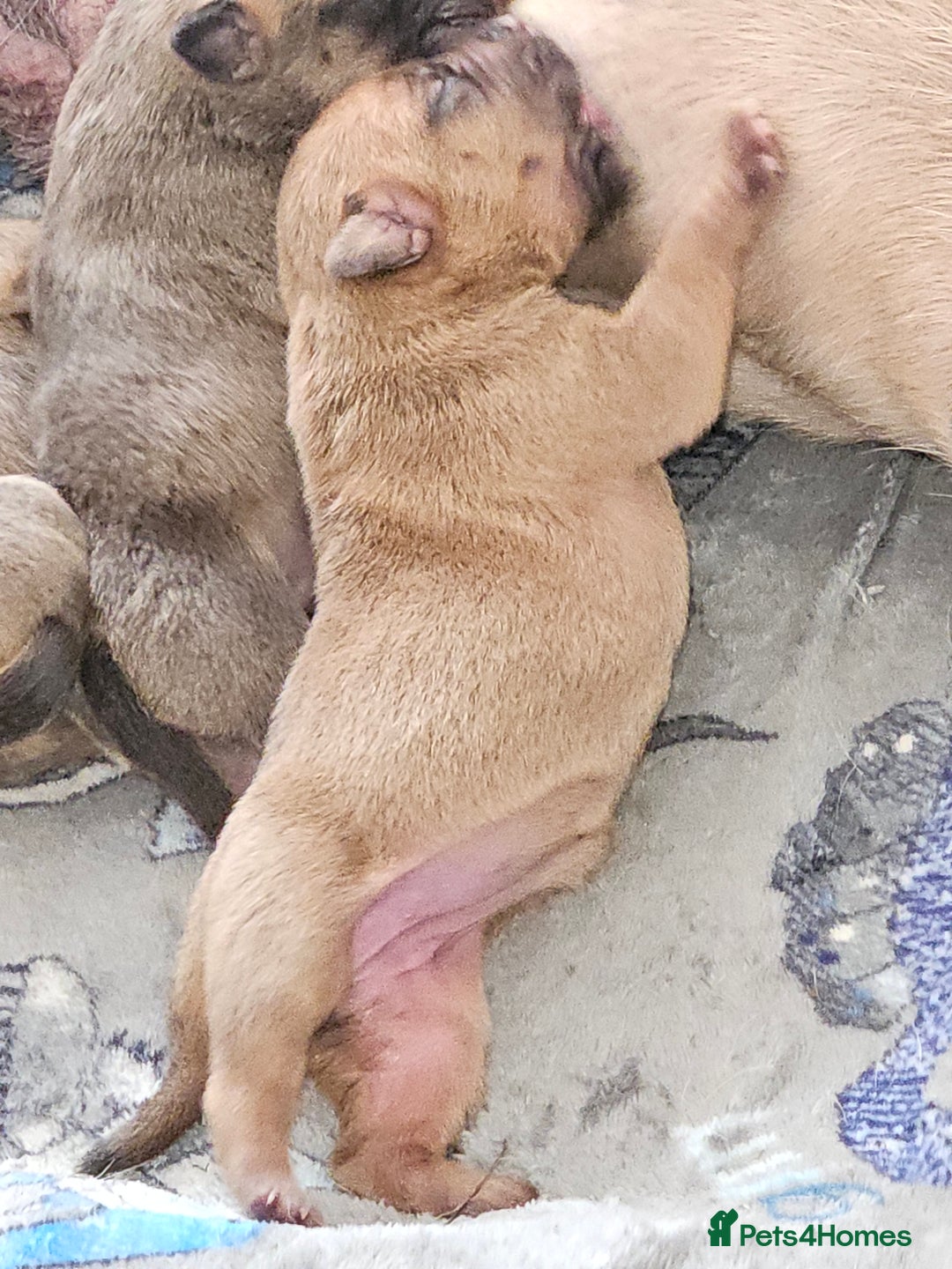 Shar Pei dogs for sale: Shar Pei puppies  - Image 7