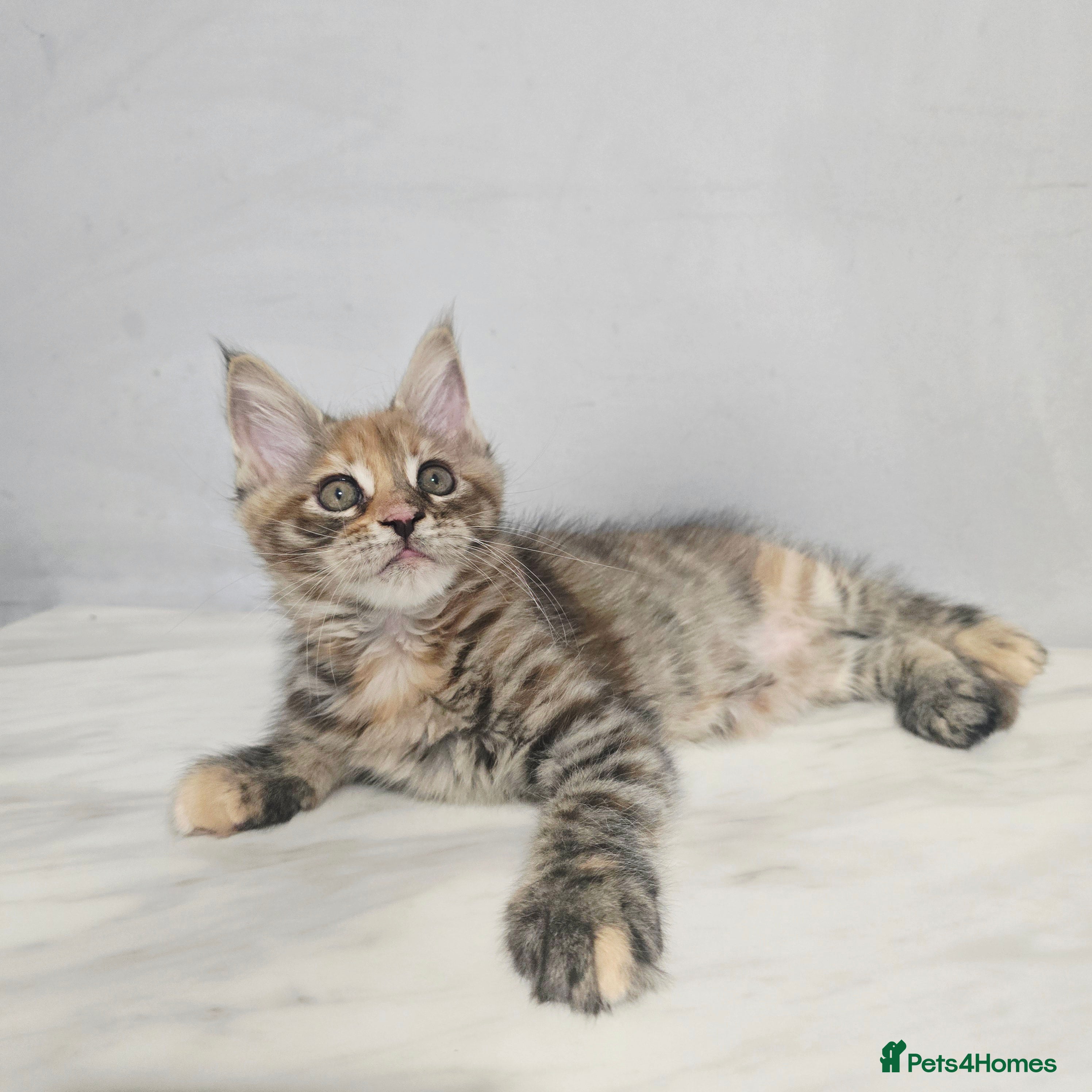 Maine Coon cats Mainecoon kittens tica registered  - Advert 1