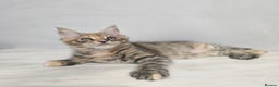 Maine Coon cats for sale: Mainecoon kittens tica registered  - Advert 1