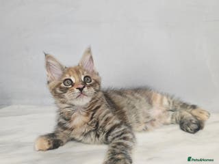 Maine Coon cats Mainecoon kittens tica registered - Advert 6