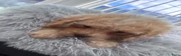 Cavapoo dogs for sale: Ready to leave - Beautiful Cavapoo Puppies - Advert 17