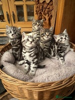 British Shorthair cats Pedigree Black Silver Tabby kittens - Advert 3