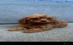 Cavapoo dogs for sale: Stunning health tested f1 Cavapoos ready now  - Image 2