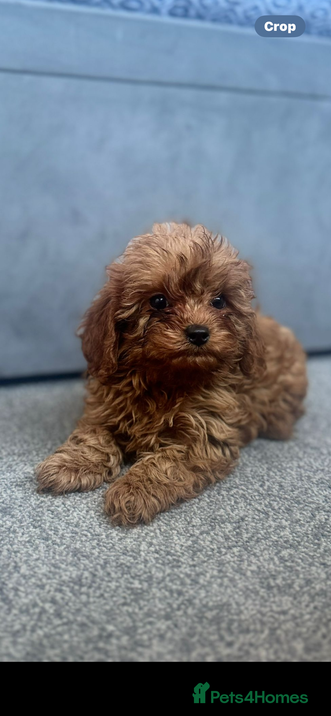 Cavapoo dogs for sale: Stunning health tested f1 Cavapoos ready now  - Image 2