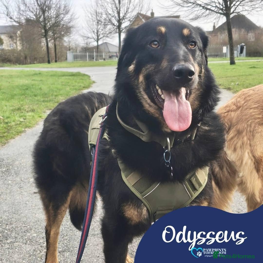 Mixed Breed dogs for adoption: Meet Odysseus, currently residing in Suffolk  - Advert 2