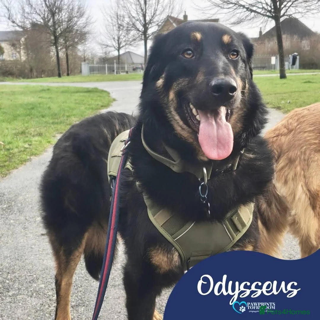 Mixed Breed dogs for adoption: Meet Odysseus, currently residing in Suffolk  in Stowmarket - Advert 1