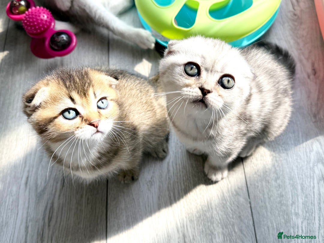 Scottish Fold cats for sale: The last Scottish Kitten ready for a loving home - Image 9