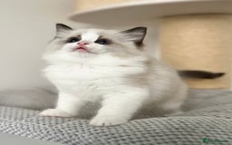 Ragdoll cats for sale: Exquisite Seal Bicolour Ragdoll Boys dolly face - Image 12