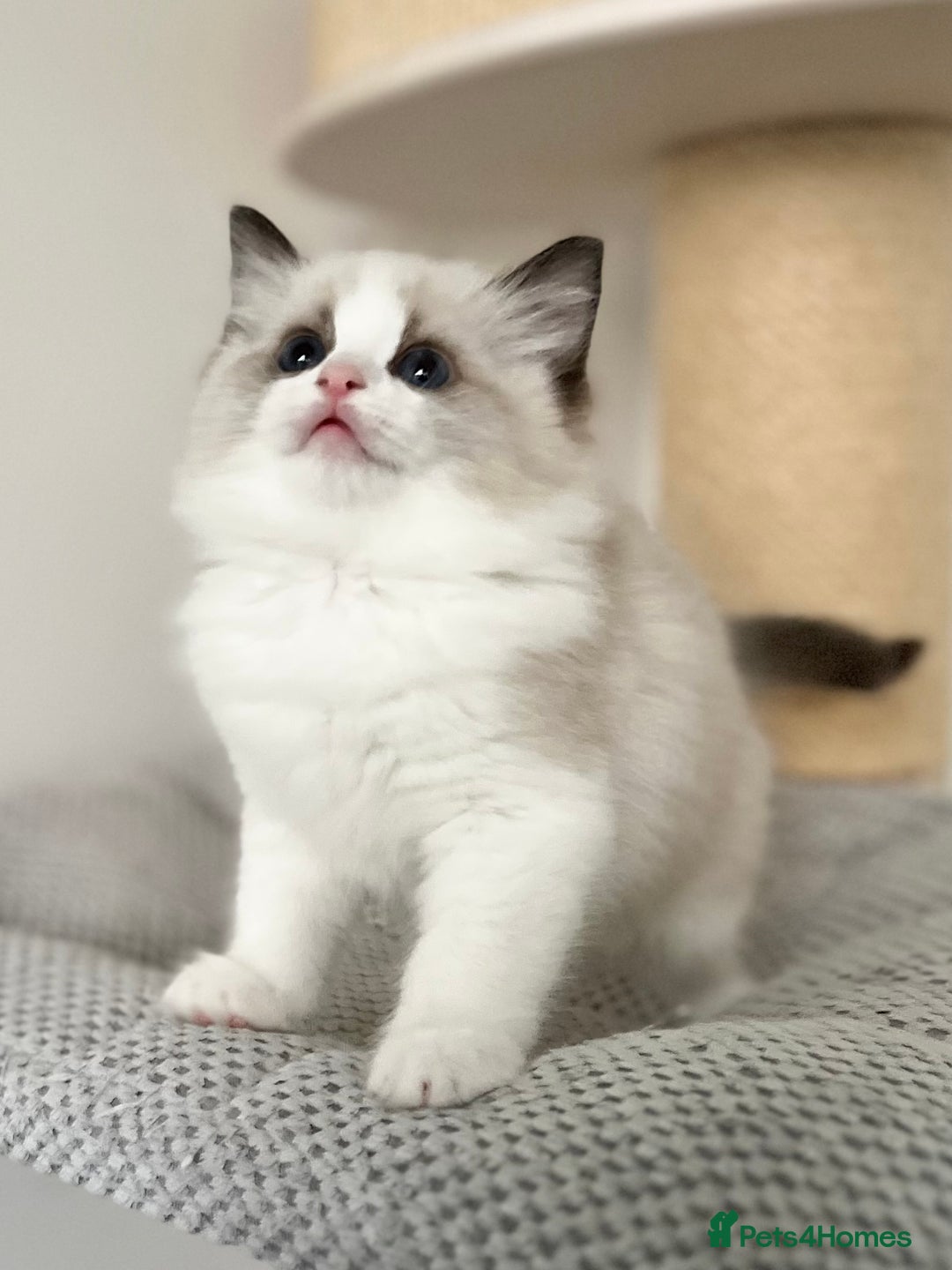 Ragdoll cats for sale: Exquisite Seal Bicolour Ragdoll Boys dolly face - Image 12