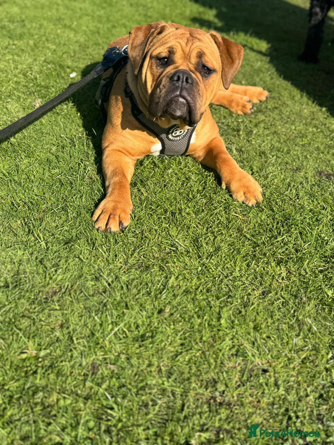 Old Tyme Bulldog dogs for sale: Old Tyme English Bulldog Puppies - Advert 3