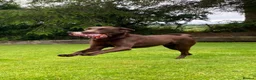 Labrador Retriever dogs for sale: Choc & Yellow Labs Waiting list open 202 DNA KC - Advert 8