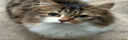 Siberian cats for sale: Rare Beautiful Cats Looking For a Loving Home in Blackburn - Advert 3