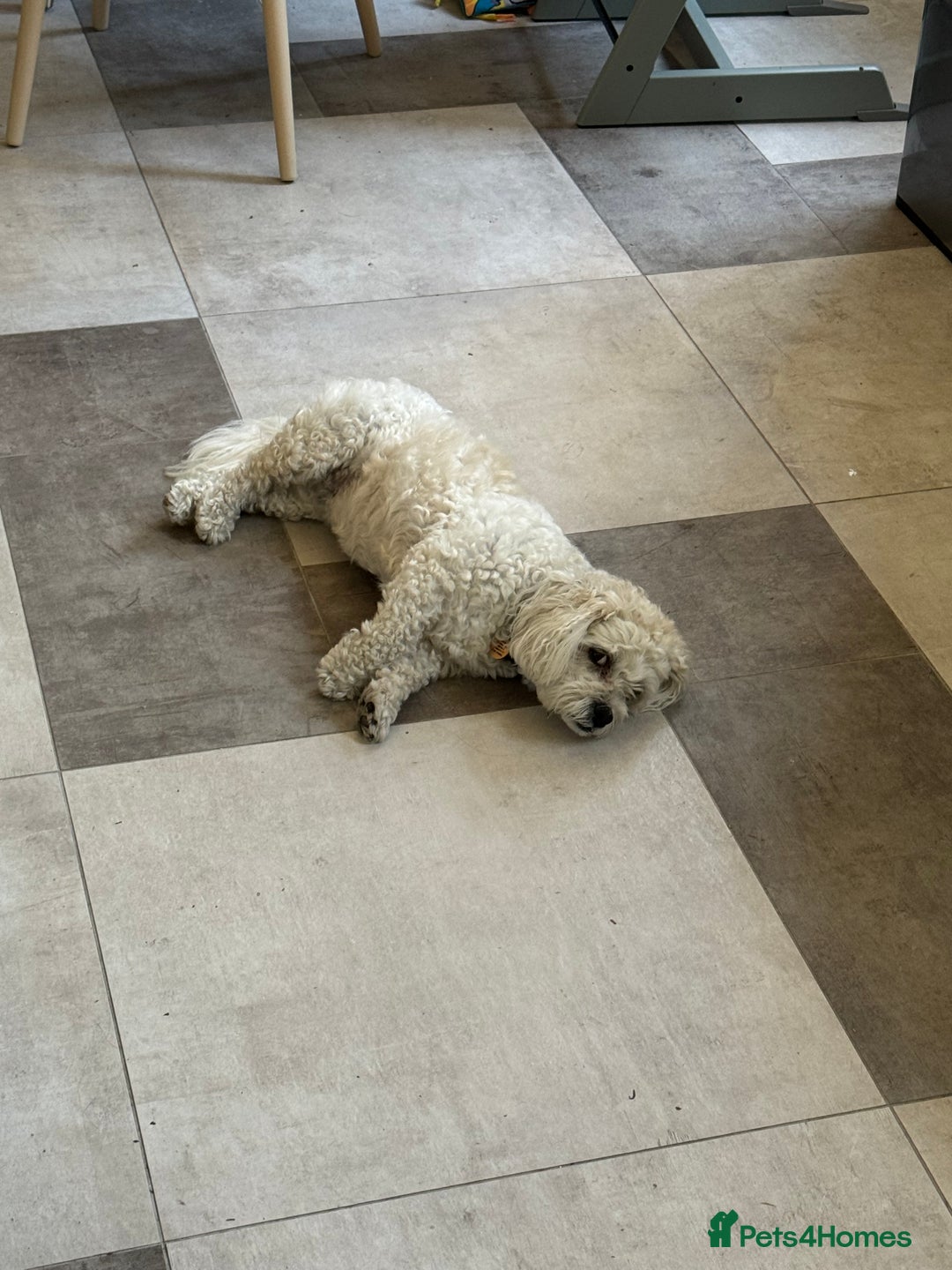 Zuchon dogs for sale: Super affectionate 6 year old Zuchon.  - Advert 4