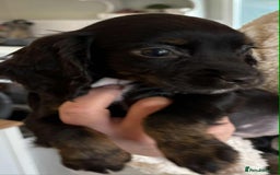 Cocker Spaniel dogs for sale: Beautiful Cocker Puppies - Advert 4