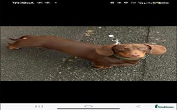 Miniature Dachshund dogs for sale: Miniature dachshunds  - Image 4