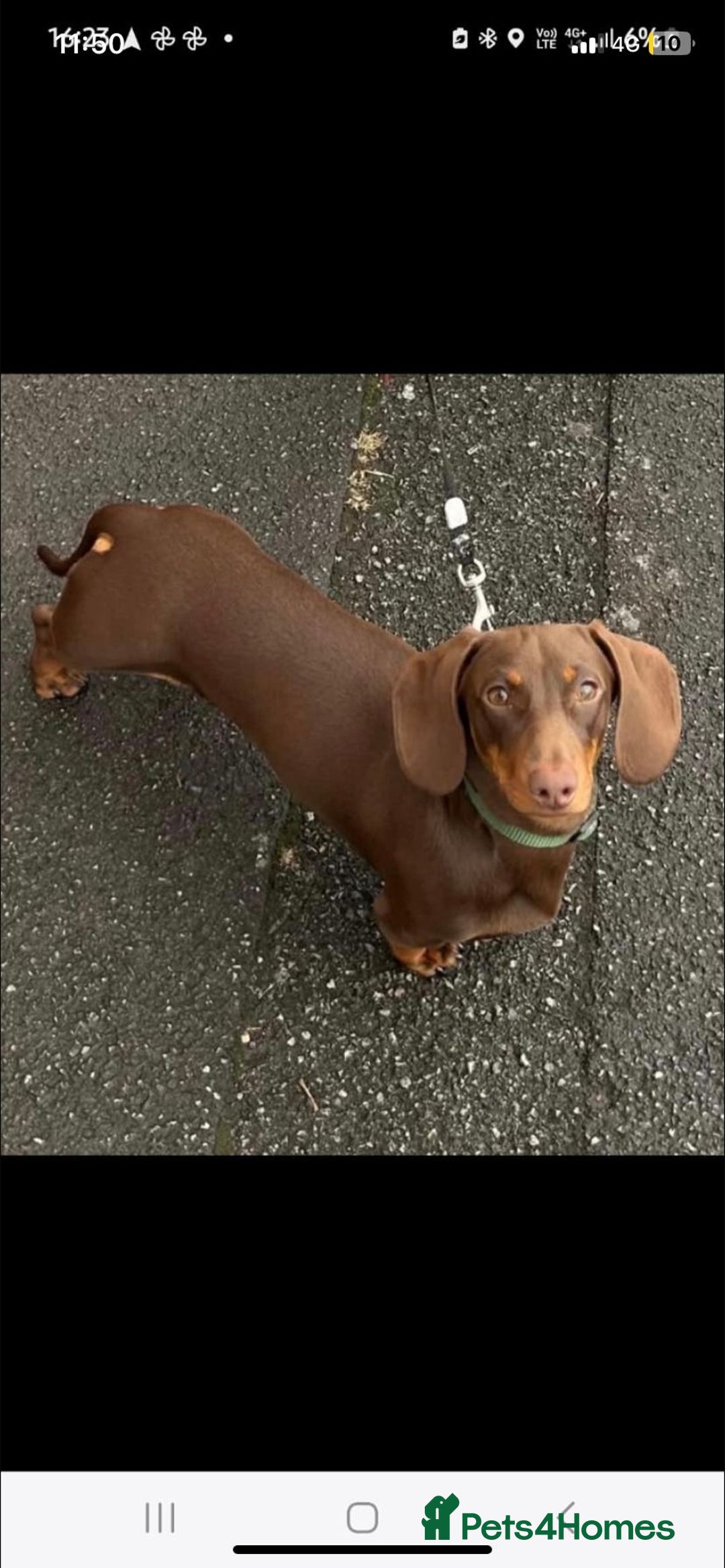 Miniature Dachshund dogs for sale: Miniature dachshunds  - Image 4