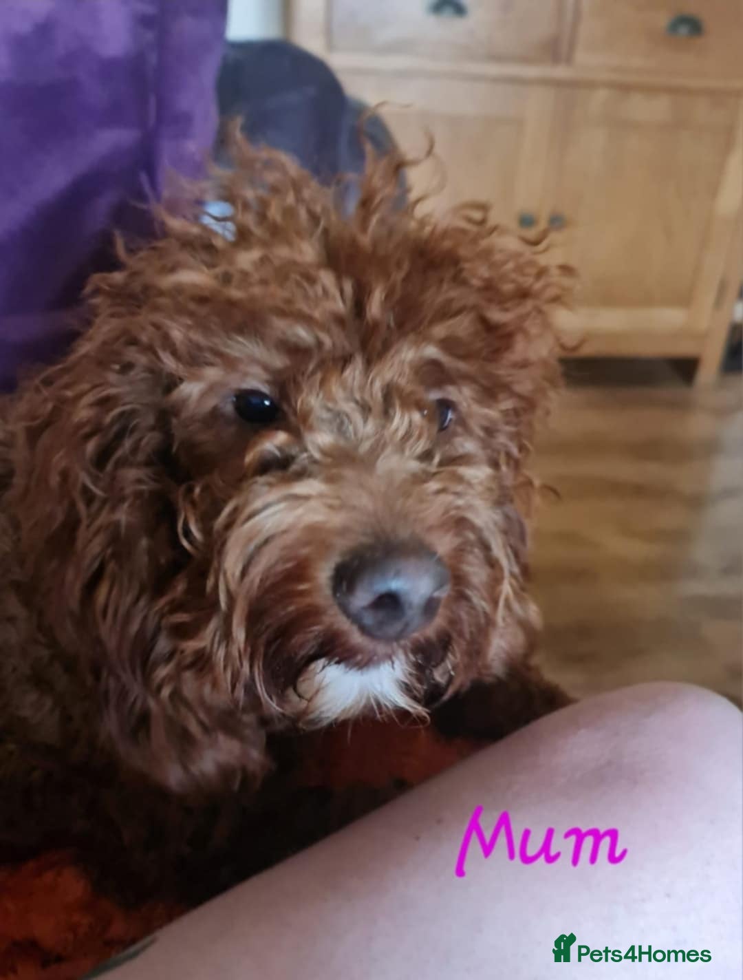 Mini Goldendoodle dogs for sale: 👑Superb Rare Toy/Mini Deepest Red Goldendoodles👑 - Image 33