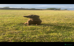 Cocker Spaniel dogs for sale: CRACKER - cocker pup for sale 🩷 in Leeds - Image 4