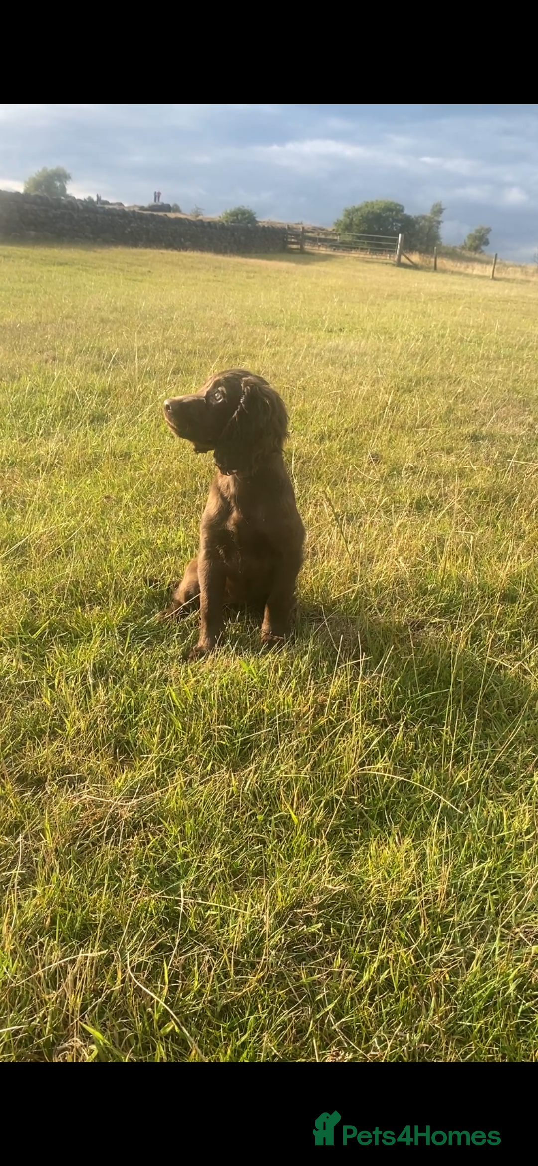 Cocker Spaniel dogs for sale: CRACKER - cocker pup for sale 🩷 in Leeds - Image 4