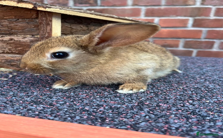 Mixed Breed rabbits - Advert 6