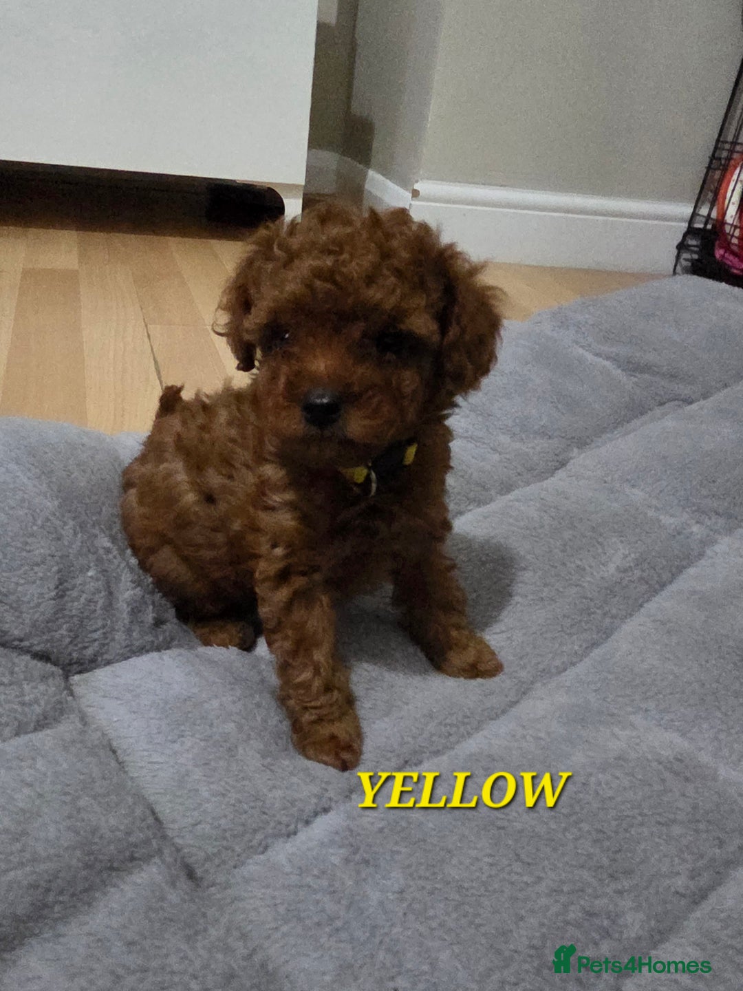 Mixed Breed dogs for sale: Toy / Aisan Poodle, Red Puppies - Advert 31