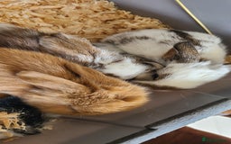 Mixed Breed rabbits for sale: Friendly bunnies ready to go - Image 6