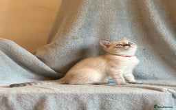 Ragdoll cats for sale: 6 Beautiful Ragdoll x Bengal kittens - Image 22