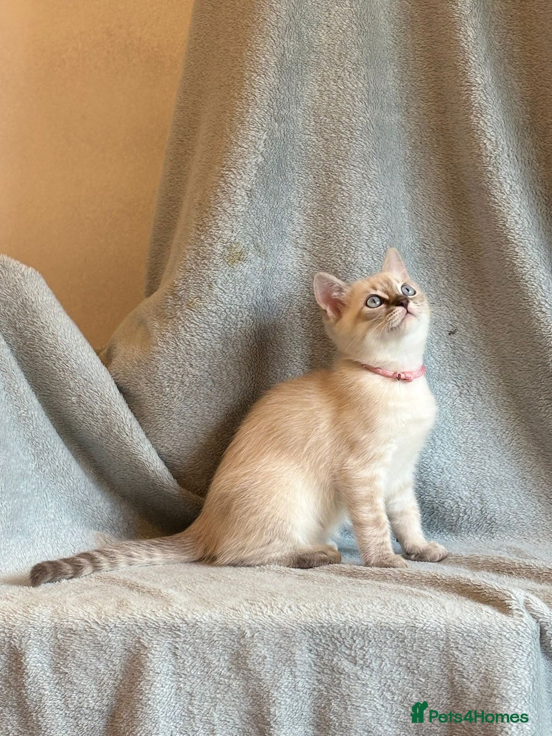 Ragdoll cats for sale: 6 Beautiful Ragdoll x Bengal kittens - Image 22