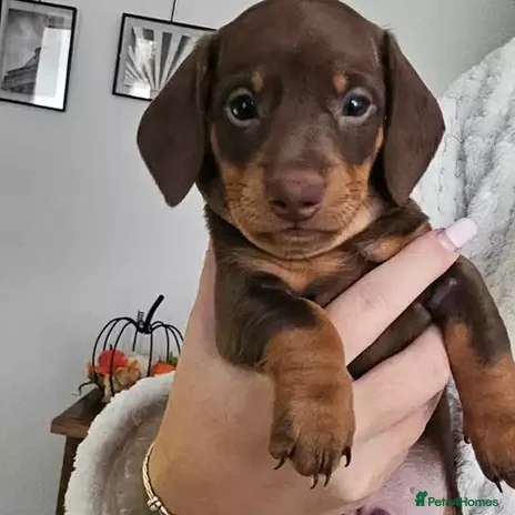Miniature Dachshund dogs - Advert 16