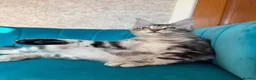 Maine Coon cats for sale: TICA Pedigree Registered Maine Coon Kittens - Advert 29