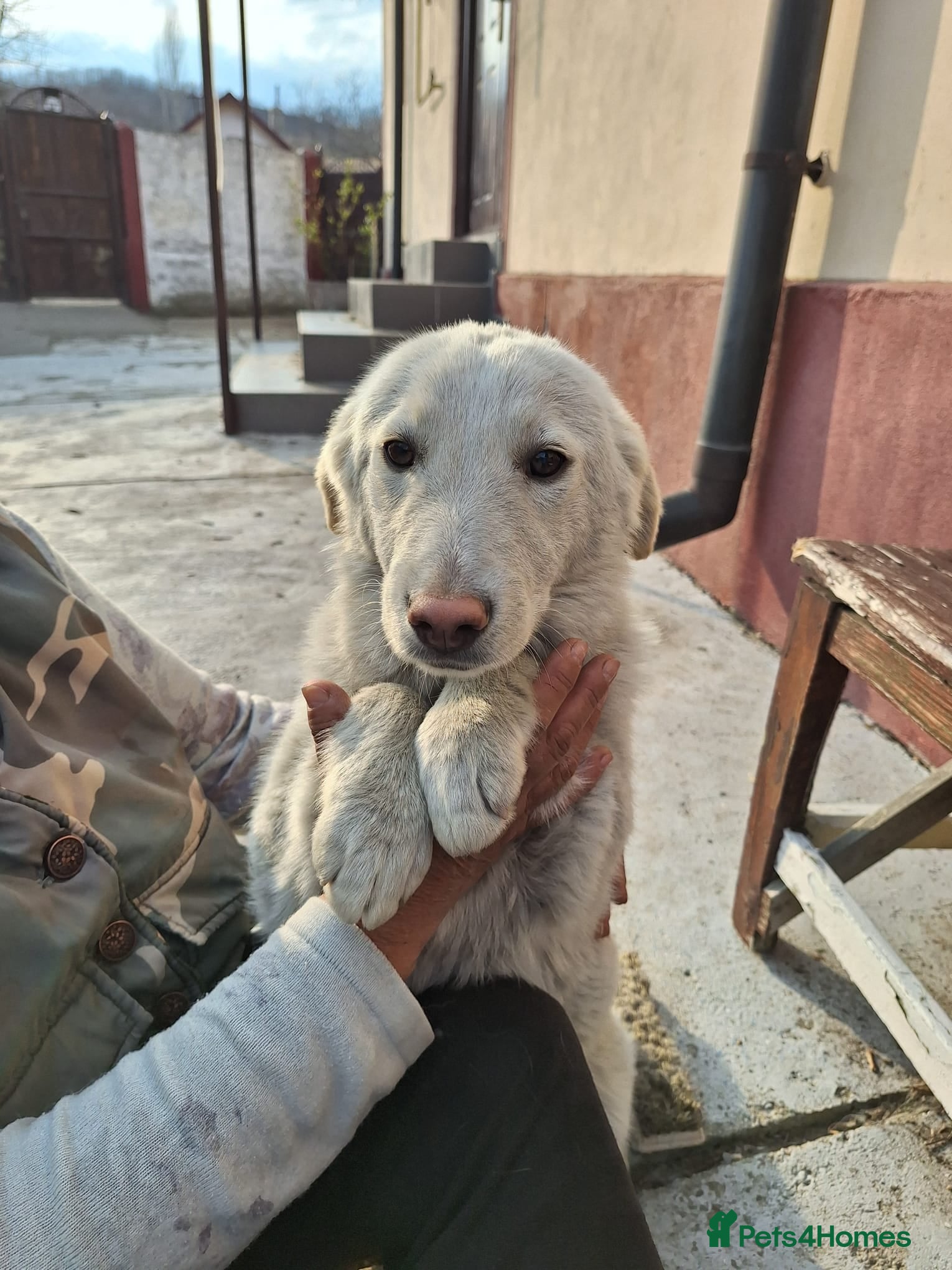 Mixed Breed dogs 🐾 Meet SNOWY… a Lovely Girl for a Loving Home - Advert 2