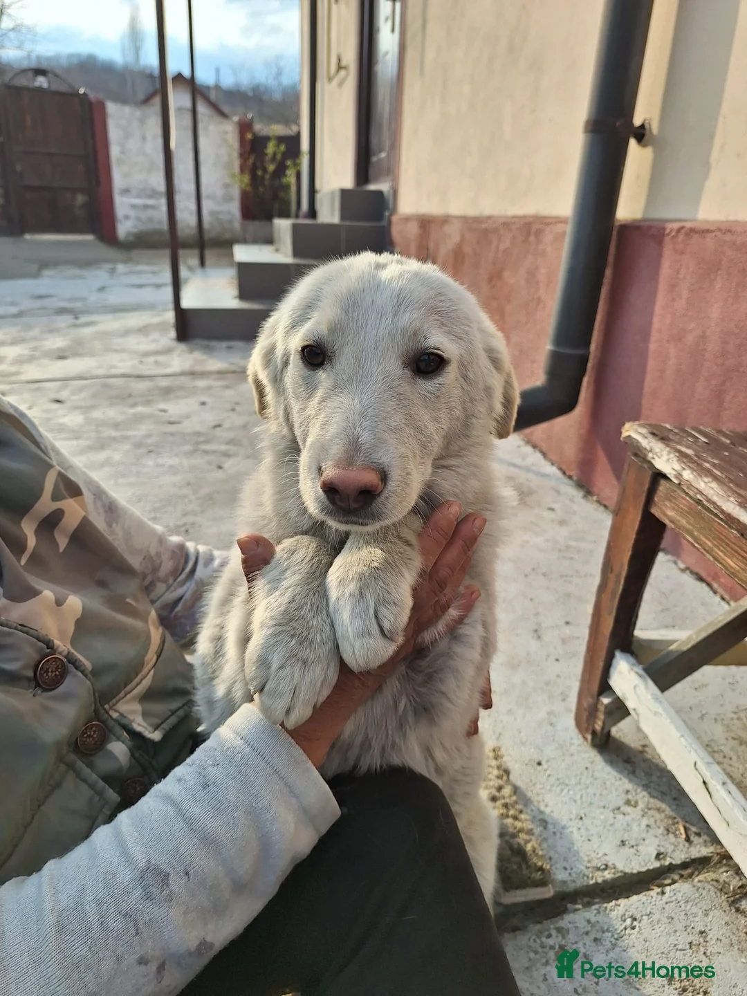 Mixed Breed dogs for adoption: 🐾 Meet SNOWY… a Lovely Girl for a Loving Home - Advert 1
