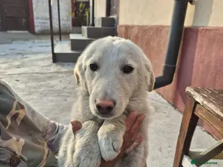 Mixed Breed dogs 🐾 Meet SNOWY… a Lovely Girl for a Loving Home - Advert 2