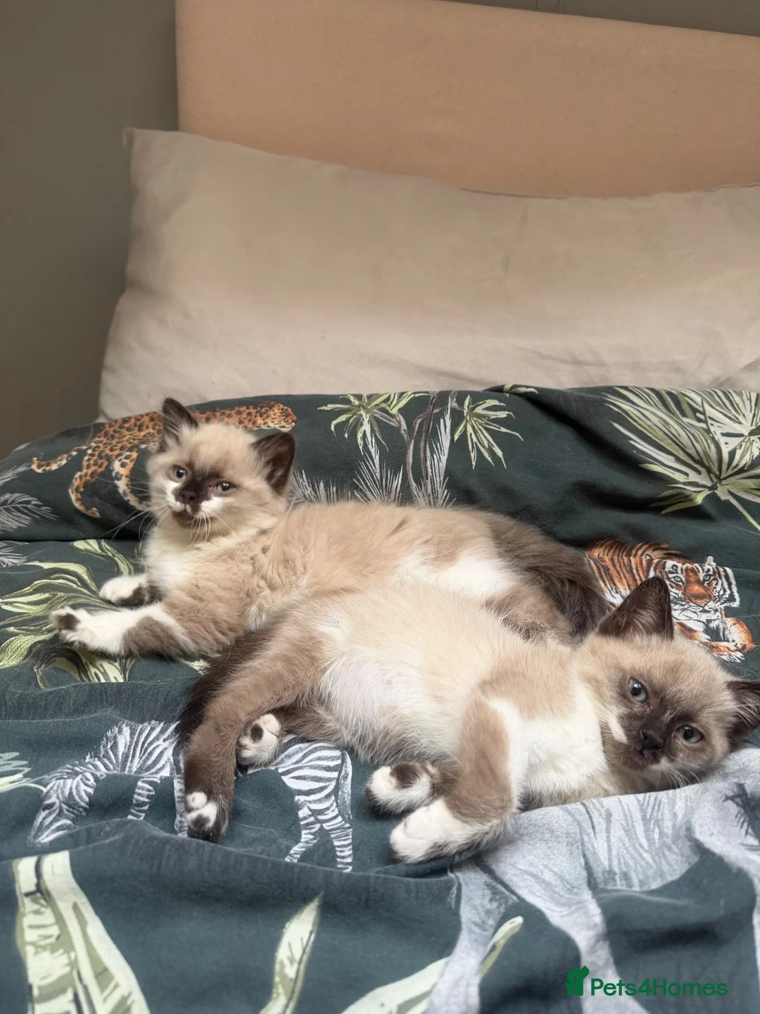 Mixed Breed cats for sale: Brother and sister kittens  - Advert 2