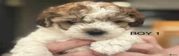 Maltipoo dogs for sale: Stunning Maltipoo Puppies - Advert 8