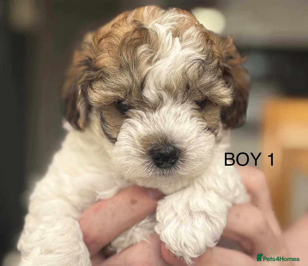Maltipoo dogs for sale: Stunning Maltipoo Puppies - Advert 8