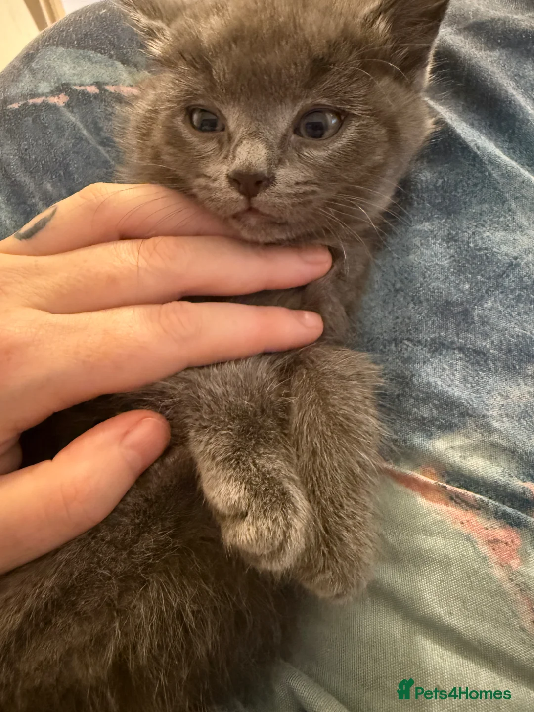 Mixed Breed cats for sale: Beautiful kittens - Advert 2