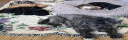 Shihpoo dogs for sale: Rare PRA clear health tested Shihpoo x Puppies  - Advert 3