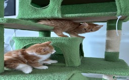 Maine Coon cats for sale: Stunning Kitten Mainecoon Girls - Image 22