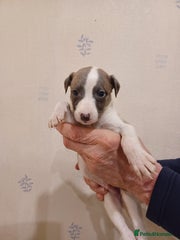Whippet Puppy 1