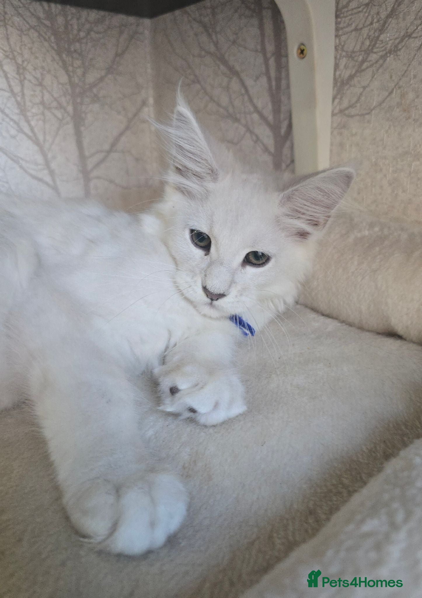 Maine Coon cats REDUCED Maine Coons Shaded Shell Silver - Advert 2