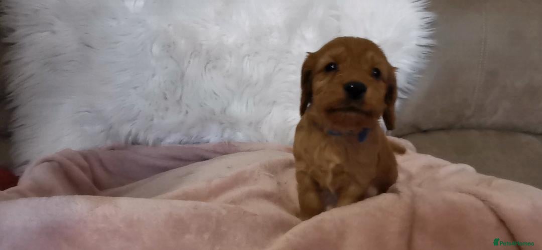 Cockapoo dogs for sale: Cockapoo puppies. - Advert 20