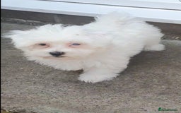 Maltese dogs for sale: Stunning Pure Maltese Puppies - Image 14