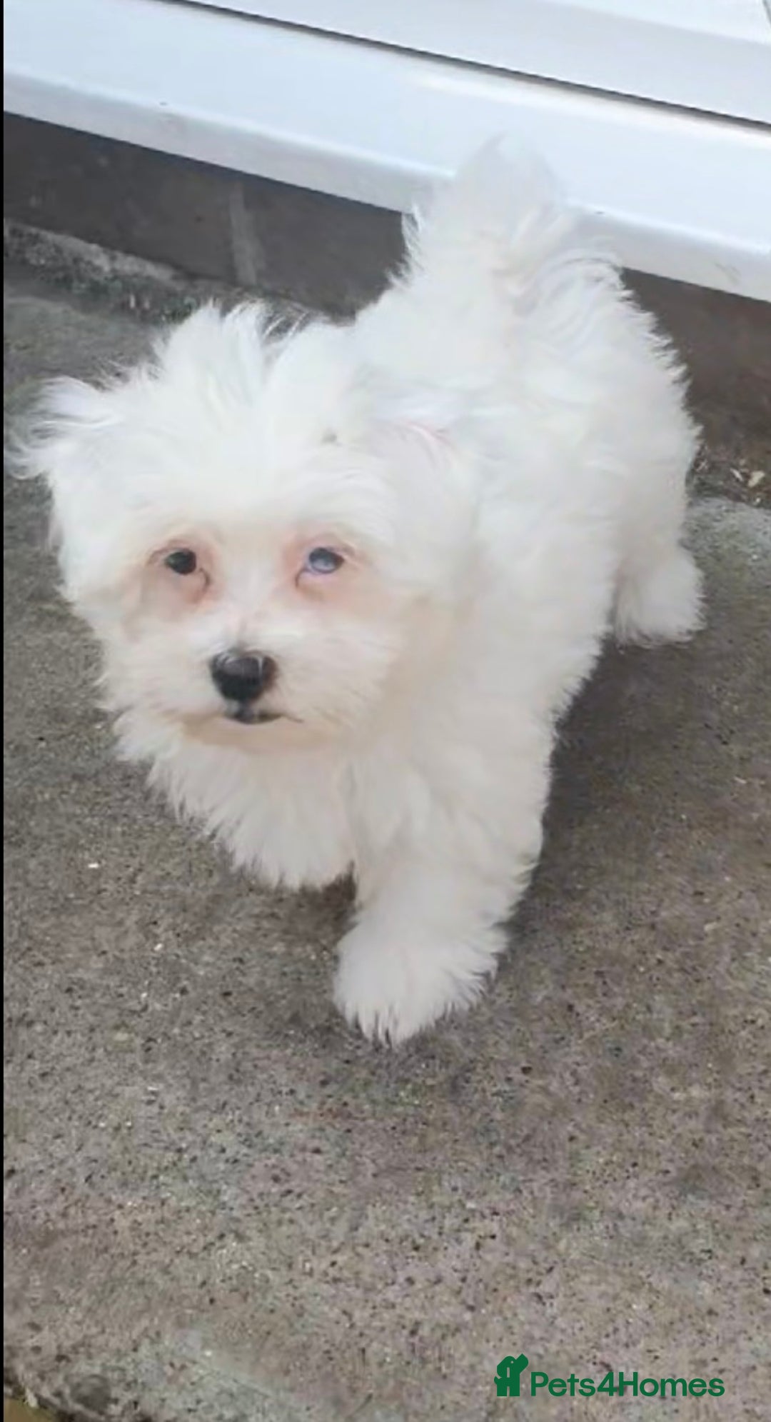 Maltese dogs for sale: Stunning Pure Maltese Puppies - Image 14