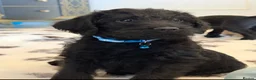Labradoodle dogs for sale: Stunning F1 Standard Labradoodles puppies - Advert 6