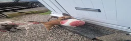 French Bulldog dogs for sale: Gorgeous French Bulldog puppies  in Crieff - Advert 11
