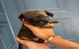 Border Terrier dogs for sale: Slem clear stunning boarder terrier puppies  - Image 20