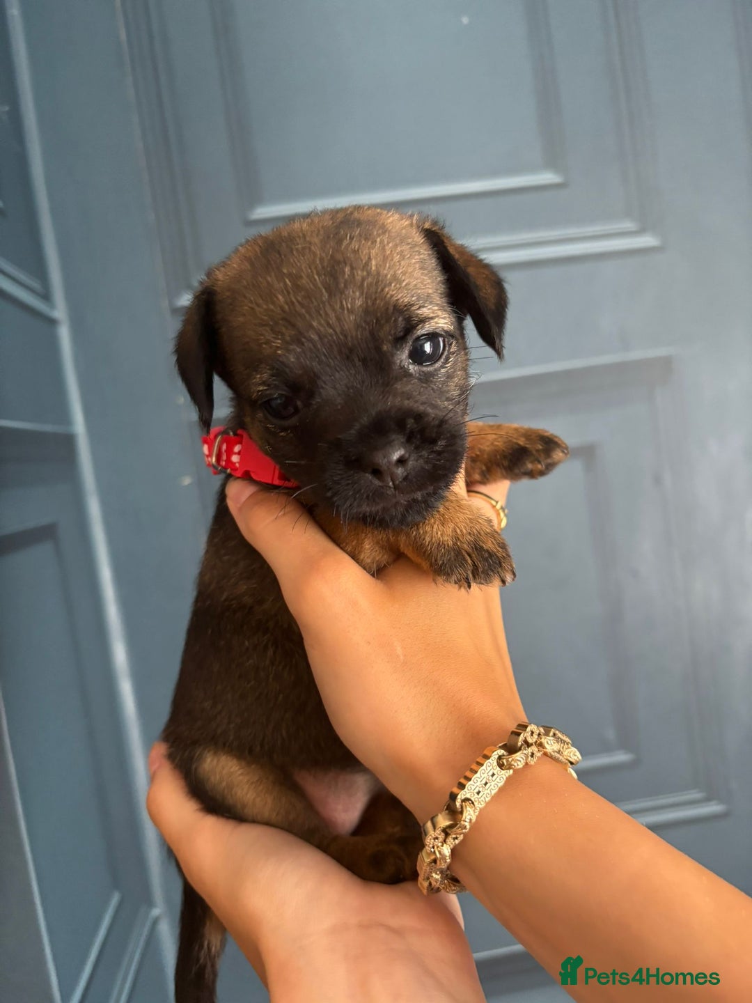 Border Terrier dogs for sale: Slem clear stunning boarder terrier puppies  - Image 20