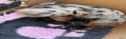 Miniature Dachshund dogs for sale: Miniature Dachshund Puppies – Ready From 4th July - Advert 9