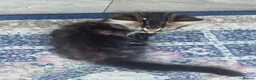 Maine Coon cats for sale: Main coon  in Nottingham - Advert 7